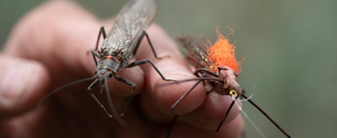 Why the fate of salmonflies offers clues to the future of Yellowstone fisheries