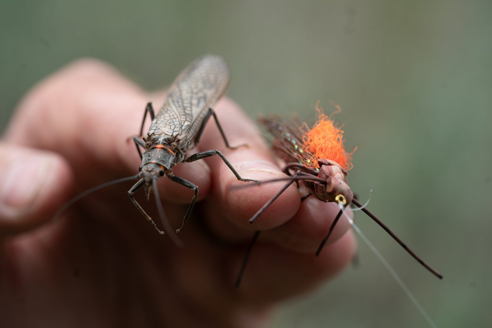 Why the fate of salmonflies offers clues to the future of Yellowstone fisheries