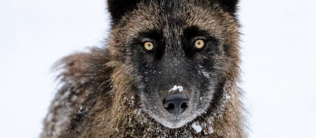 New wolf estimate could reshape Montana’s hunting season