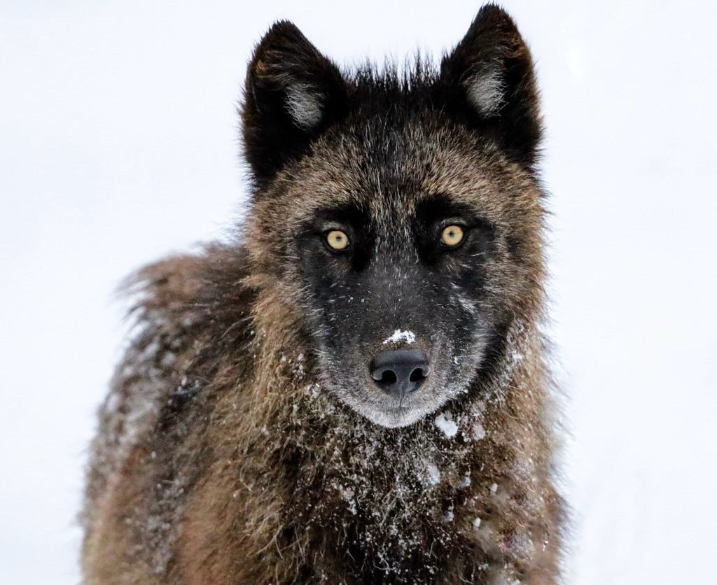 New wolf estimate could reshape Montana’s hunting season