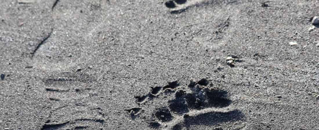 New grizzly bear rules renew debate over Endangered Species Act protections