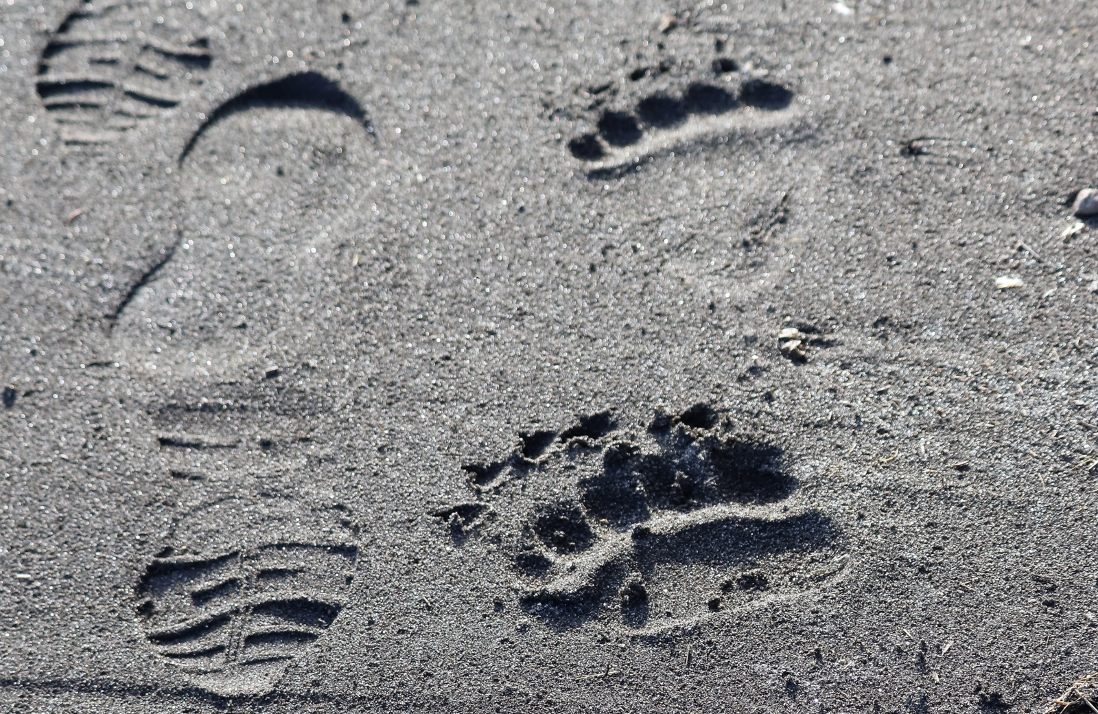 New grizzly bear rules renew debate over Endangered Species Act protections
