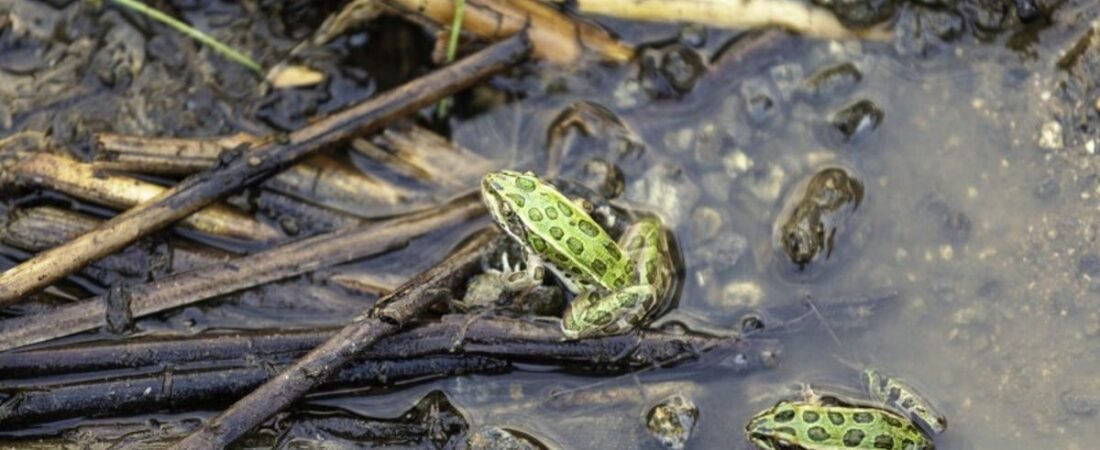 Northern leopard frog extinction looms in WA