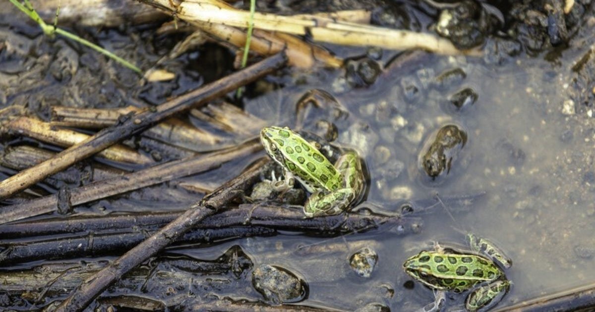 Northern leopard frog extinction looms in WA