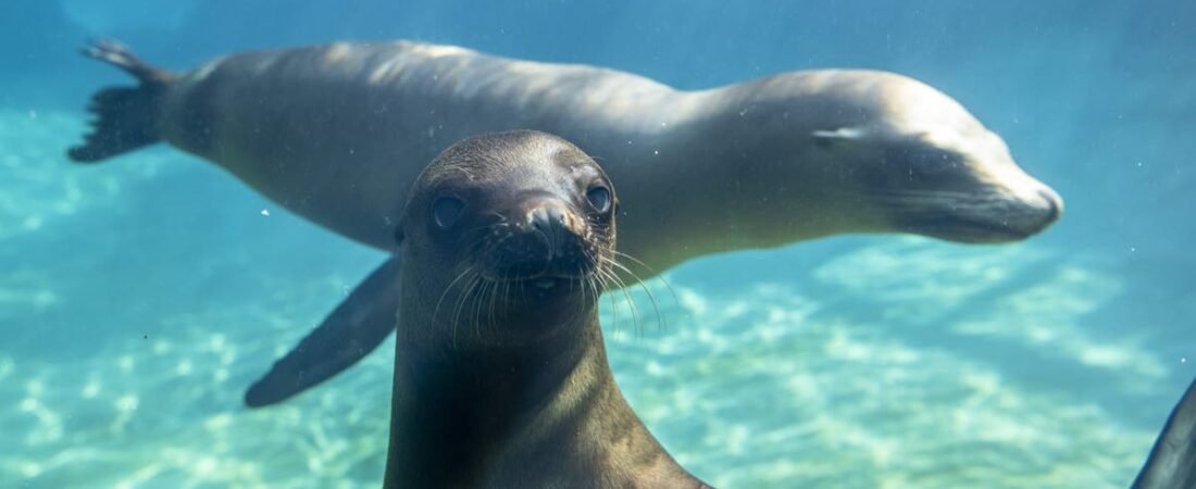 Owen makes his debut: New sea lion dives into Tacoma