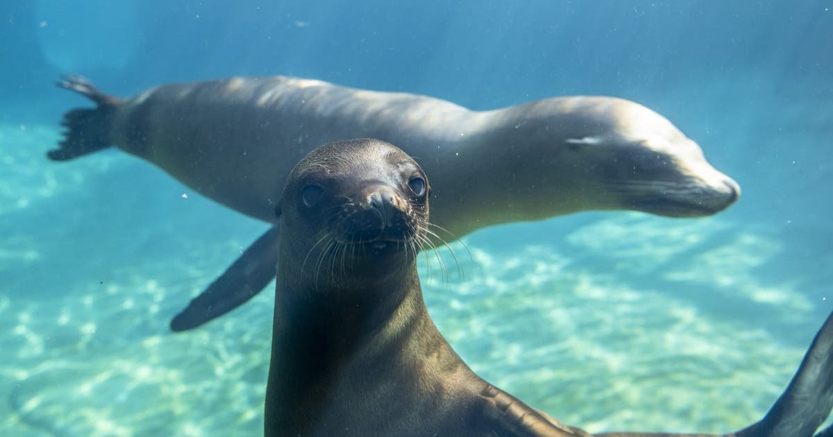 Owen makes his debut: New sea lion dives into Tacoma