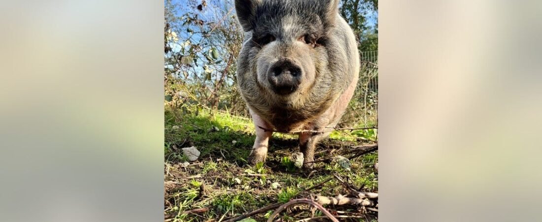 Mini pig stolen from family on Vashon Island