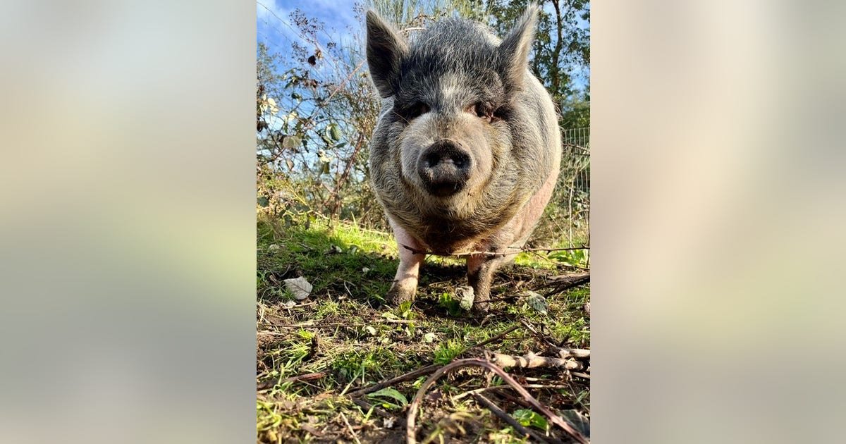 Mini pig stolen from family on Vashon Island