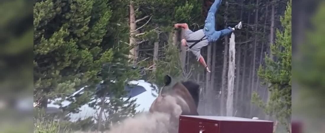 Man tossed by bison in Yellowstone recounts attack; experts warn of dangers