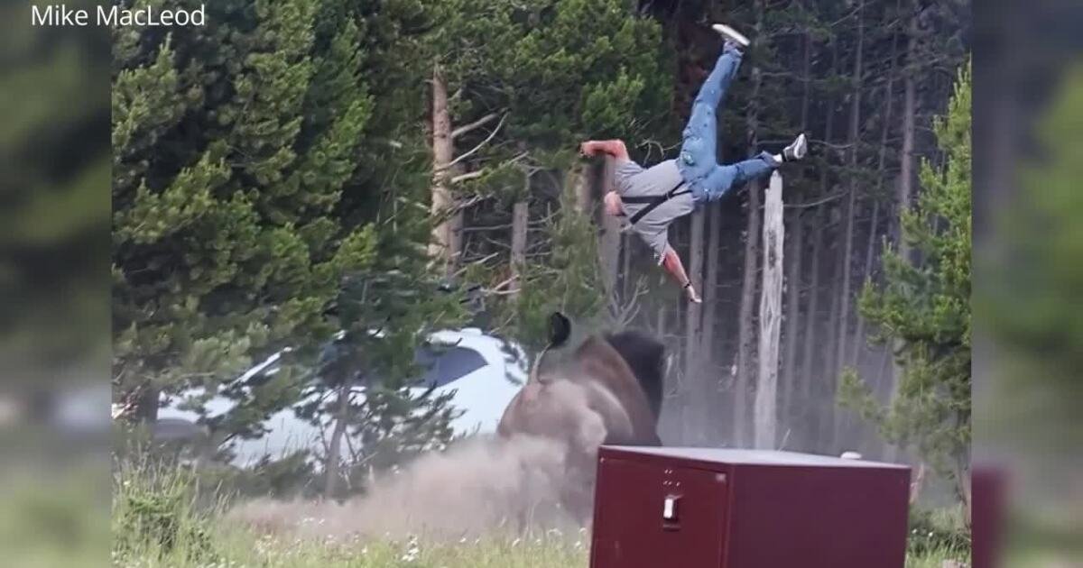 Man tossed by bison in Yellowstone recounts attack; experts warn of dangers