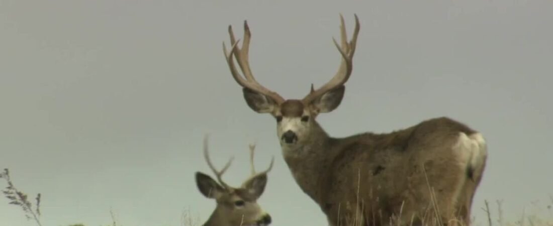 Montana mule deer fawn numbers surge well above average after mild winter
