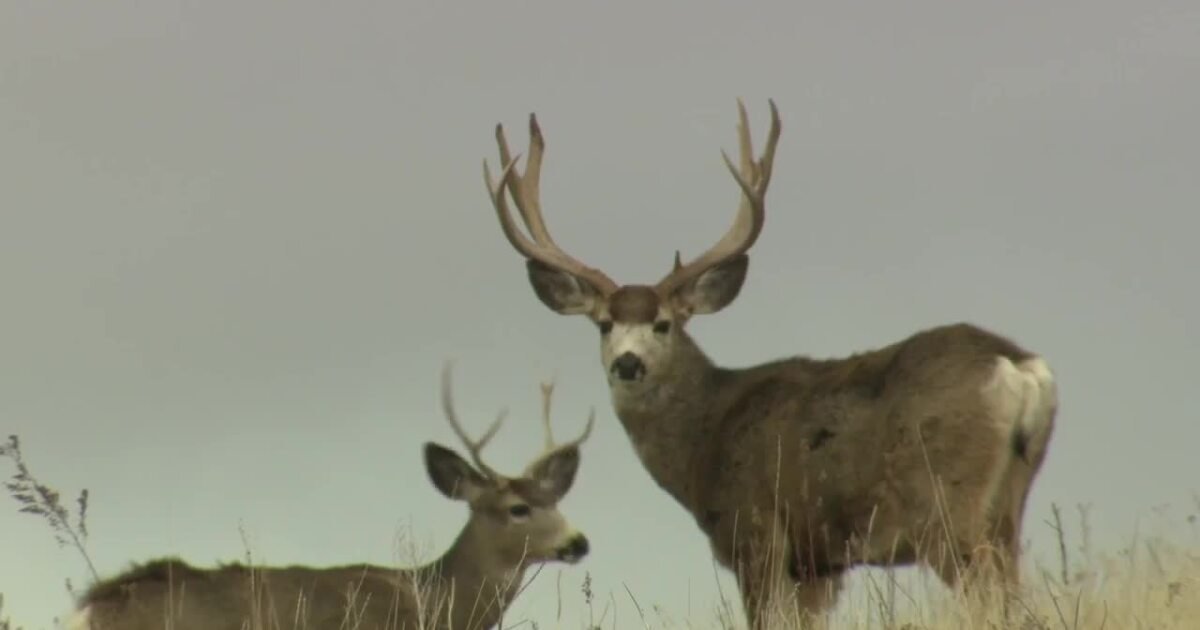 Montana mule deer fawn numbers surge well above average after mild winter