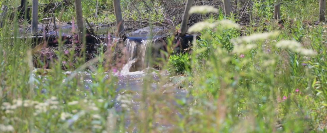 East Fork wetland restoration project has Bitterrooters building like beavers