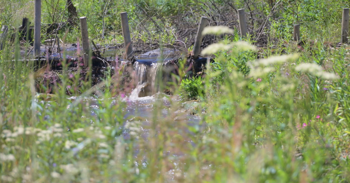 East Fork wetland restoration project has Bitterrooters building like beavers