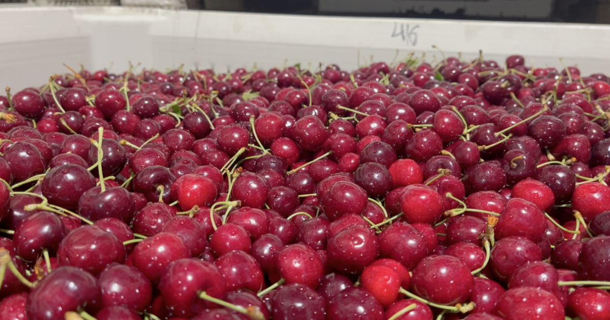 Cherry harvest by Flathead Lake in full swing