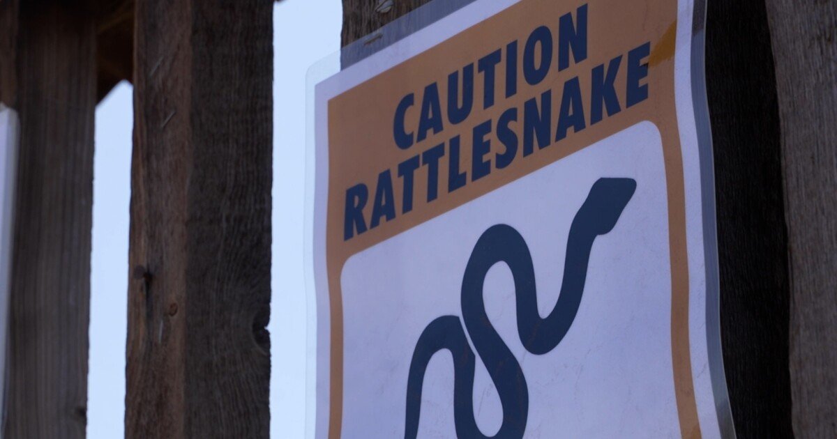 Vets offer rattlesnake pet safety tips for the summer